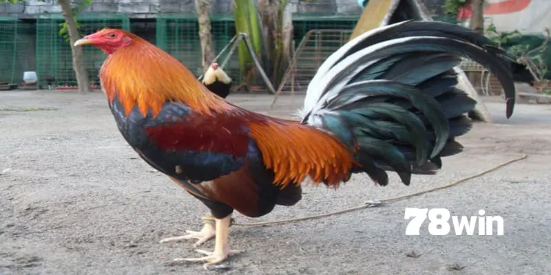 Gà tre đá - Rất được ưa chuộng tại Việt Nam