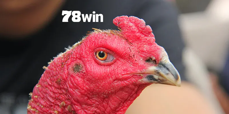 Hướng Dẫn Cách Chọn Mồng Gà Đá Cực Chuẩn Từ Sư Kê 6 Gà mồng trích một trong những chiến kê có khả năng thi đấu tốt