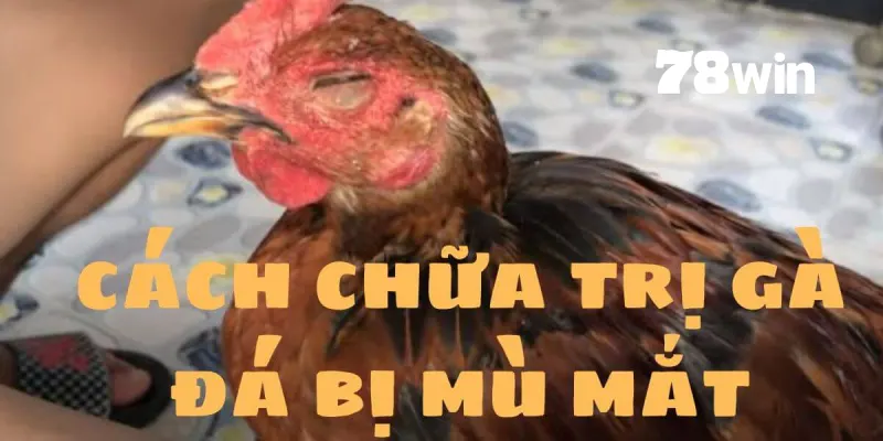 Cách Chữa Gà Bị Đá Mù Mắt Bằng Bài Thuốc Bất Bại Tại 78win 6 Những lưu ý quan trọng khi sử dụng các biện pháp phục hồi thị giác