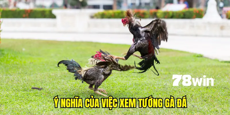 Cách Xem Tướng Gà Đá - Bí Kíp Chọn Chiến Kê Giống Tốt 4 Ý nghĩa của việc xem tướng gà đá giỏi